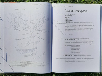 Барт Россел: Поразительные насекомые. Книга про подземных математиков, мастеров блефа, дружных кочевников, зомби