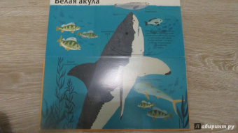 Боманн, Дюпон: Животные снаружи и внутри