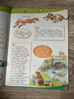 Анна Казалис: В лесу. Книга с наклейками