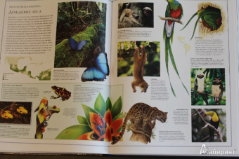 Бамбарадения, Вудрафф, Гинзберг: Животный мир. Иллюстрированный атлас