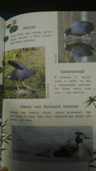 Василий Вишневский: Наши птицы. Определитель для детей