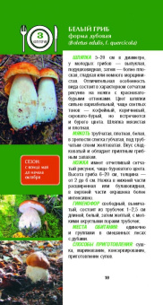 Матанцева, Матанцев: Грибы. Карманный справочник-определитель. Самые распространенные грибы и их двойники