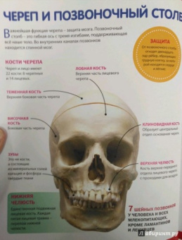 Как устроен организм человека. Детская энциклопедия