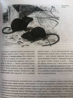 Альфред Брем: Жизнь животных. Большая иллюстрированная энциклопедия