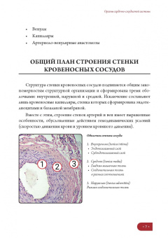 Елена Борхунова: Частная гистология. Интегрирующие системы. Методика изучения препаратов. Учебно-методическое пособие