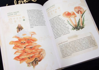 Михаил Вишневский: Грибы. Атлас-определитель