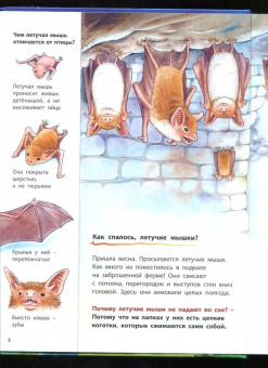 Фридерун Райхенштеттер: Куда летит летучая мышь? Познавательные истории