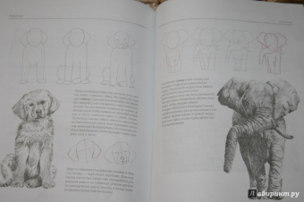 Уте Людвиг-Кайзер: Каждый может рисовать. Первые шаги