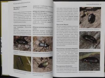 Александр Просвиров: Атлас жуков средней полосы России