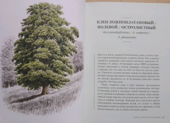 Андреас Хазе: Деревья. Как жизни человека и дерева переплетены друг с другом