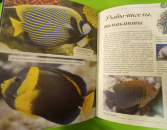 Вячеслав Ликсо: Большая книга о подводном мире. 1001 фотография
