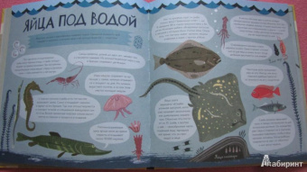Лена Шёберг: Крутые факты о яйцах