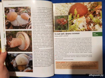 Федор Карпов: Грибы средней полосы России. Атлас-определитель