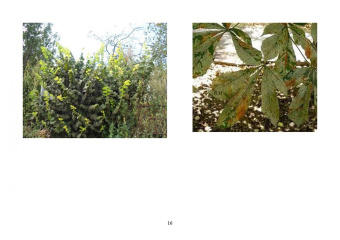 Ковешников, Силаева, Ковешников: Колористика в садово-парковом и ландшафтном строительстве. Учебное пособие