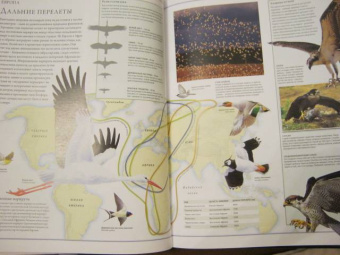 Бамбарадения, Вудрафф, Гинзберг: Животный мир. Иллюстрированный атлас