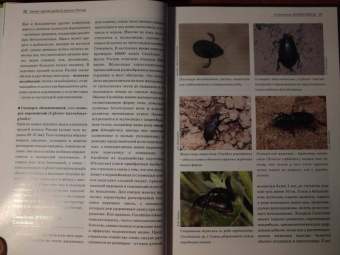 Александр Просвиров: Атлас жуков средней полосы России