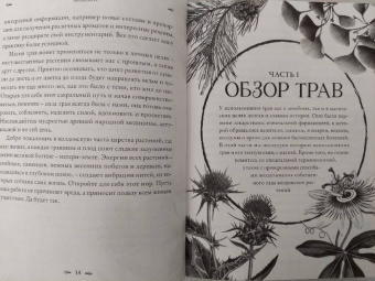 Джуди Нок: Колдовские травы. Ведьмовской путеводитель по тайным силам растений