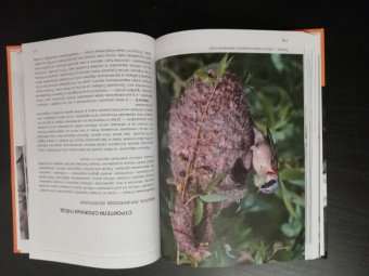 Константин Михайлов: Лесные птицы России