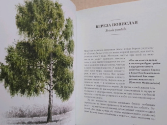 Андреас Хазе: Деревья. Как жизни человека и дерева переплетены друг с другом
