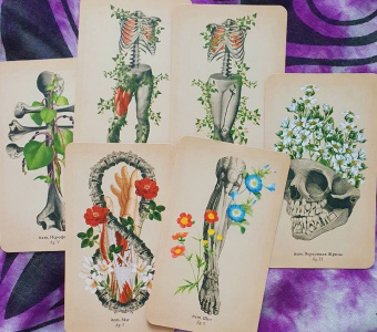 Клэр Гудчайлд: Antique Anatomy Tarot. Таро античной анатомии