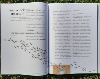 Барт Россел: Поразительные насекомые. Книга про подземных математиков, мастеров блефа, дружных кочевников, зомби