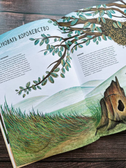 Анна Янкелевич: Королевство насекомых. Интерактивная книга с окошками о жизни муравьев, ос и пчел