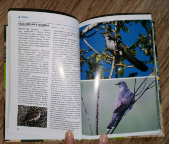 Владимир Бабенко: Животные рядом с нами