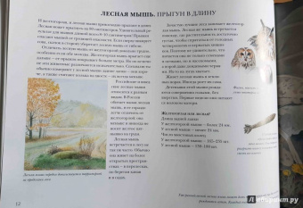 Стефан Каста: Мышиная книга