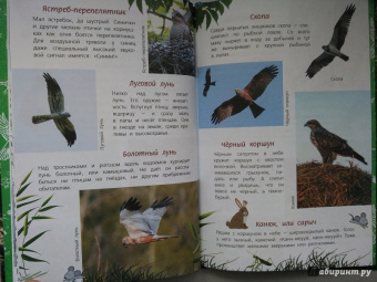 Василий Вишневский: Наши птицы. Определитель для детей