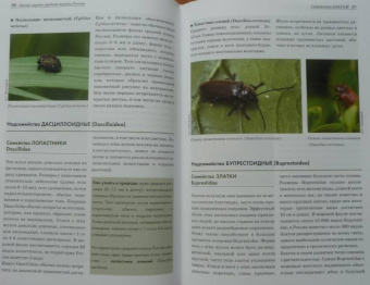 Александр Просвиров: Атлас жуков средней полосы России