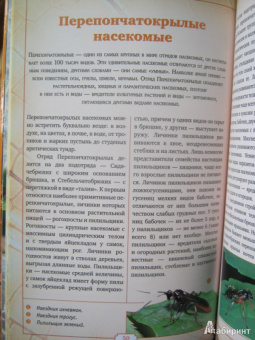 Владимир Горбатовский: Насекомые России. Жуки, бабочки и другие