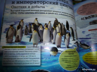 Кармен Родригес: Подводный мир. Иллюстрированная энциклопедия