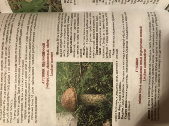 Иван Куреннов: Грибы. Полная иллюстрированная энциклопедия