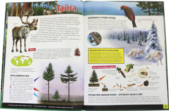 Жизнь животных. Тайны леса