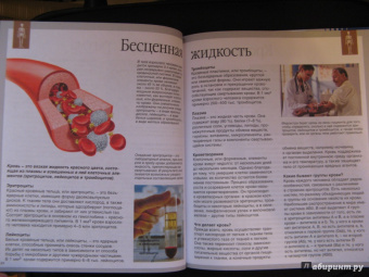 Буэ, Симон: Тело человека