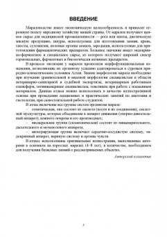 Малофеев, Рядинская, Чебаков: Атлас по анатомии марала. Учебное пособие