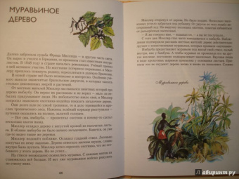 Николай Осипов: Заколдованное дерево