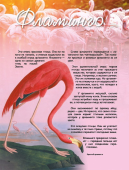 В. Владимиров: Какие птицы самые красивые?