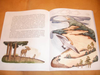 Ольга Велейко: Калининград:  там, где танцует лес