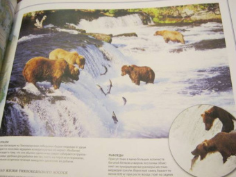 Бамбарадения, Вудрафф, Гинзберг: Животный мир. Иллюстрированный атлас