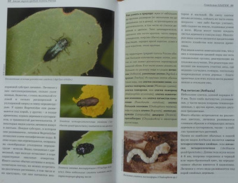 Александр Просвиров: Атлас жуков средней полосы России