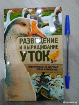 Разведение и выращивание уток, индоуток и гусей обычных пород и бройлеров