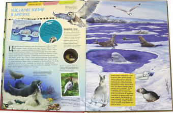Илона Баголи: Жизнь животных. Стратегии выживания