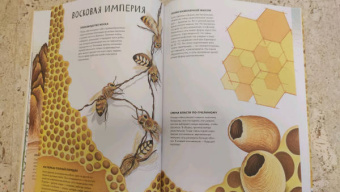 Анна Янкелевич: Королевство насекомых. Интерактивная книга с окошками о жизни муравьев, ос и пчел