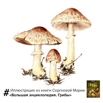 Мария Сергеева: Грибы. Большая энциклопедия