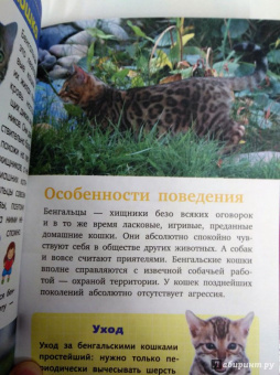 Смирнов, Хомич: Кошки и котята