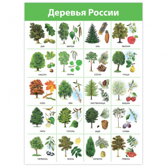 Комплект плакатов. Живая природа (4019)