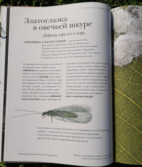 Барт Россел: Поразительные насекомые. Книга про подземных математиков, мастеров блефа, дружных кочевников, зомби