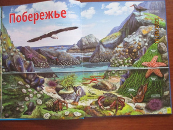 Жизнь животных. Моря и океаны