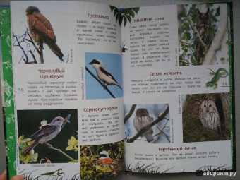 Василий Вишневский: Наши птицы. Определитель для детей